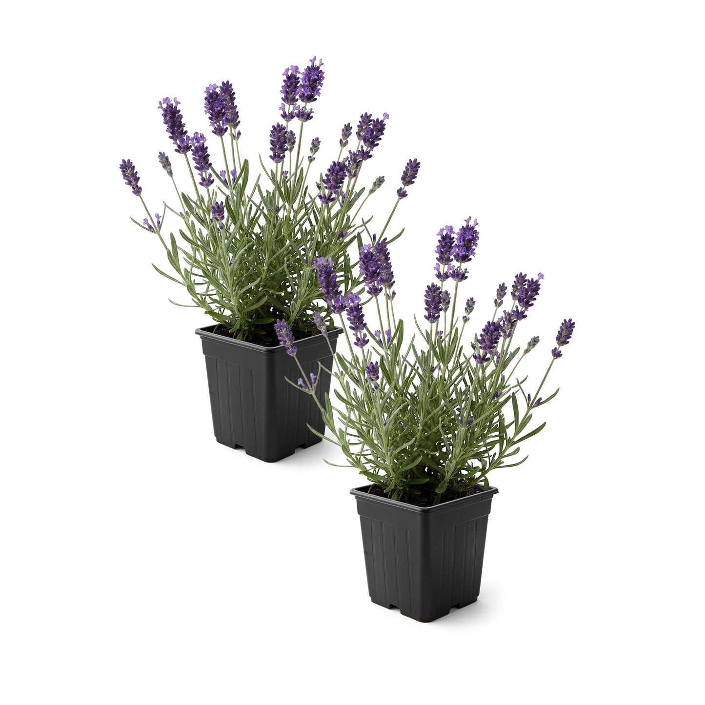 Live Lavender 2-Pack â Purple â Fragrant Sun Perennial Herb, Pollinator Friendly, 10â Tall, 1 Pt Pot