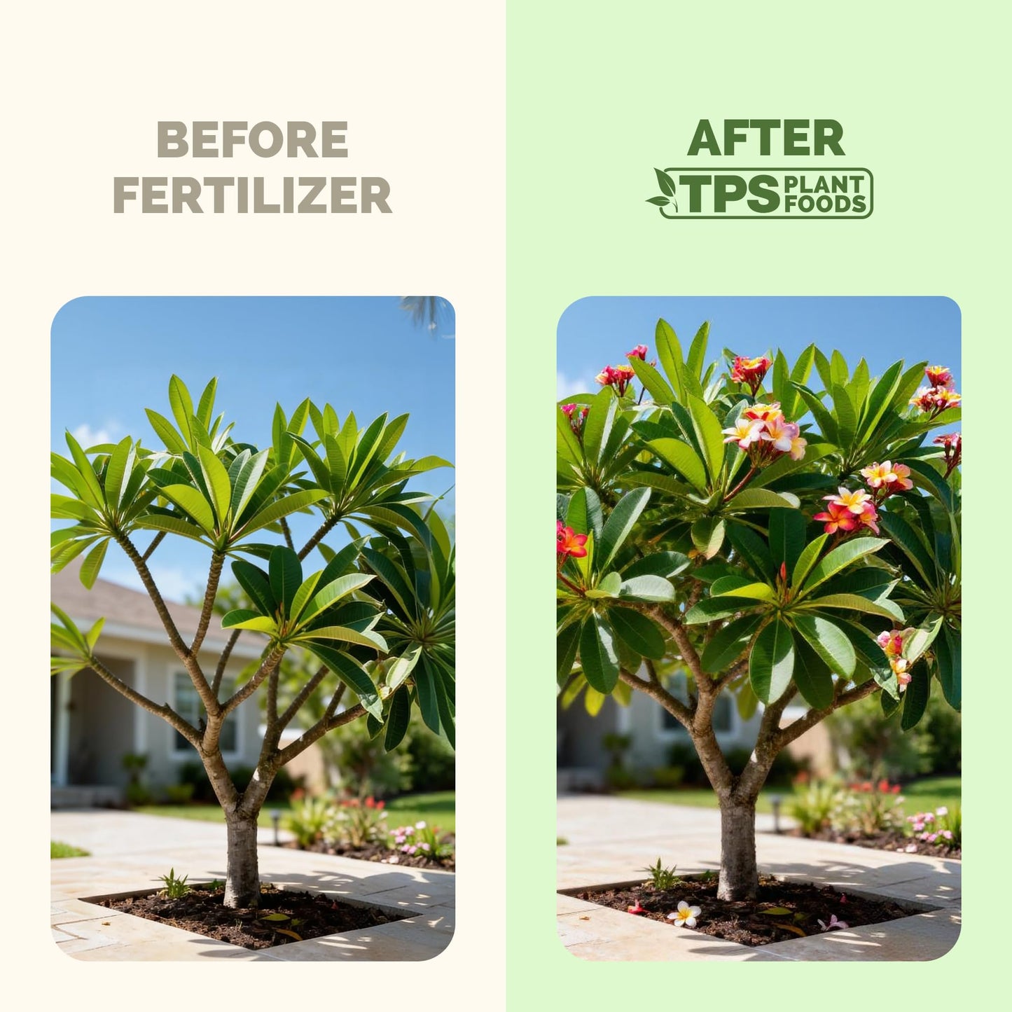 Plumeria Fertilizer – Liquid Plant Food for More Blooms, Healthy Tropical Growth & Stronger Root Development, 1 Gallon
