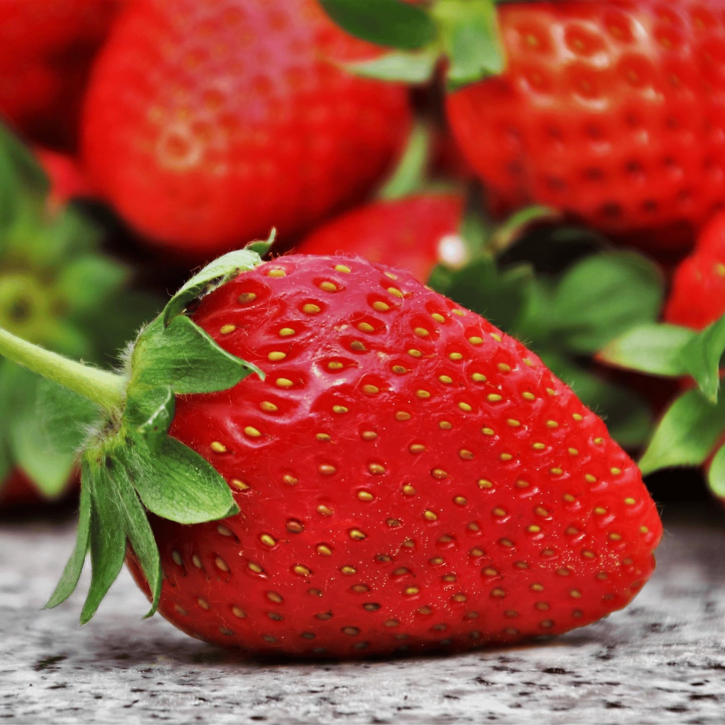 San Andreas Everbearing Bare Root Strawberry Plants - Large Strawberries, Produces Great in Cold and Hot Climates - from Hand Picked Nursery (10)