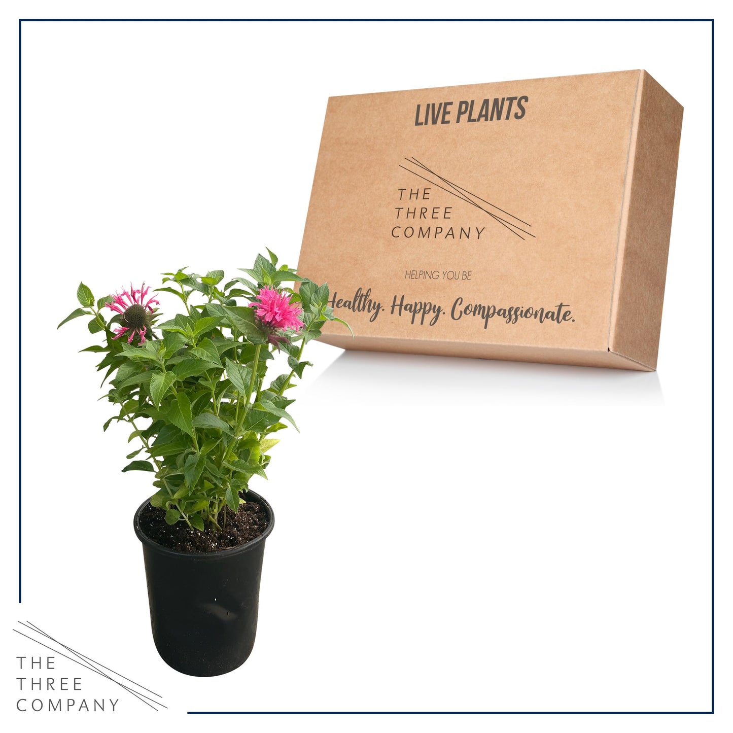 Live Bee Balm (Monarda) - Pink, Attracts Butterflies and Hummingbirds, Natural Pollinator, 10" Tall by 6" Wide in 2.5 Qt Pot