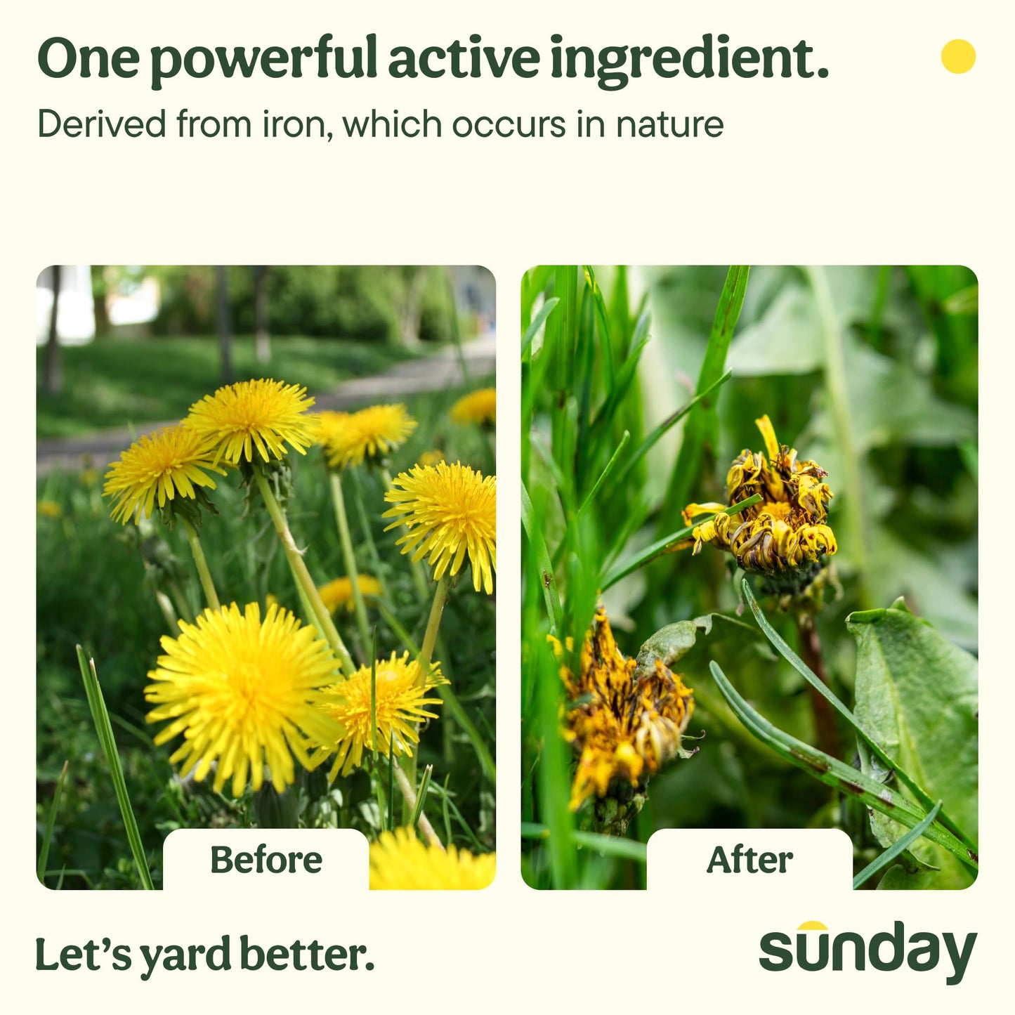Sunday Dandelion Doom Selective Weed Control - Derived from Iron - Selective Broadleaf Weed Killer Spray - Kills Dandelions, Algae and Moss - 32oz - 2 Pack