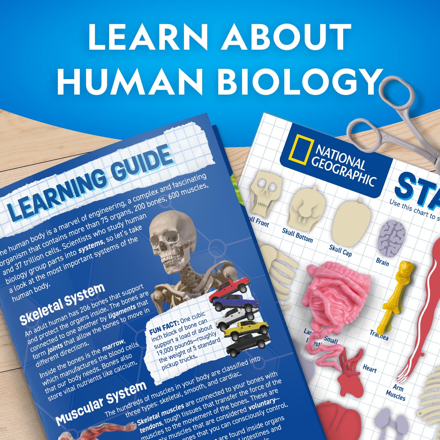 National Geographic Human Body Model for Kids That Glows in The Dark - 32-Piece Interactive Anatomy Model with Bones, Organs, Muscles, Science Kit Stocking Stuffer, Anatomy & Physiology Study Tools