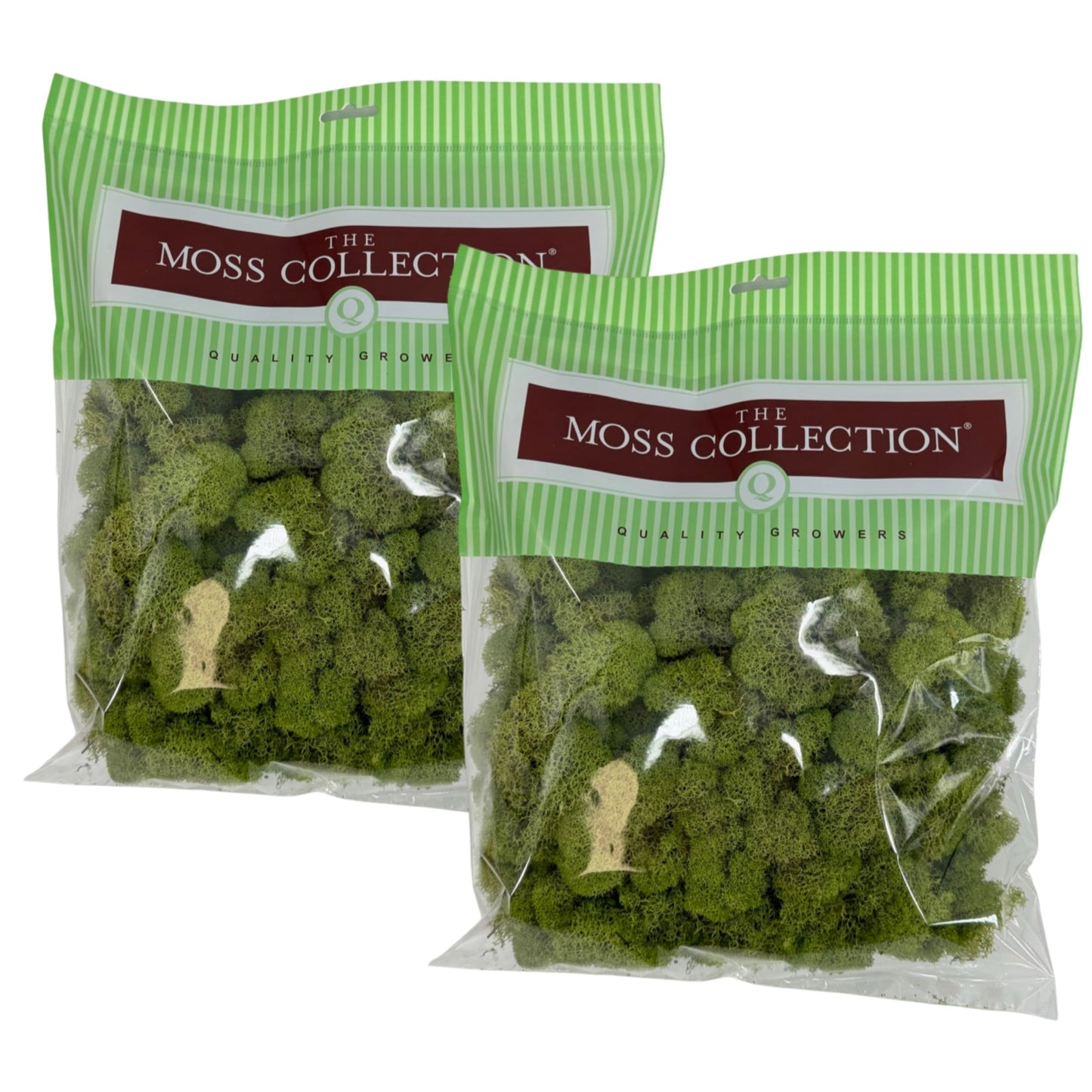 Quality Growers - Preserved Reindeer Moss - Moss for Crafts, Home Decor, Art, Design & DIY Projects - Non-Toxic - USA Made (Spring Green, Medium, 2-Pack)
