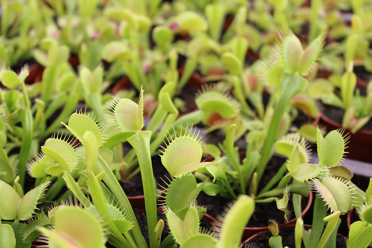 Non-Toxic Live Venus Fly Trap, Pet Safe Plant for Cats & Dogs, Dionaea Muscipula, Carnivorous Plants for Terrariums, Real Houseplants, Fun for Kids, 3 in. Pot