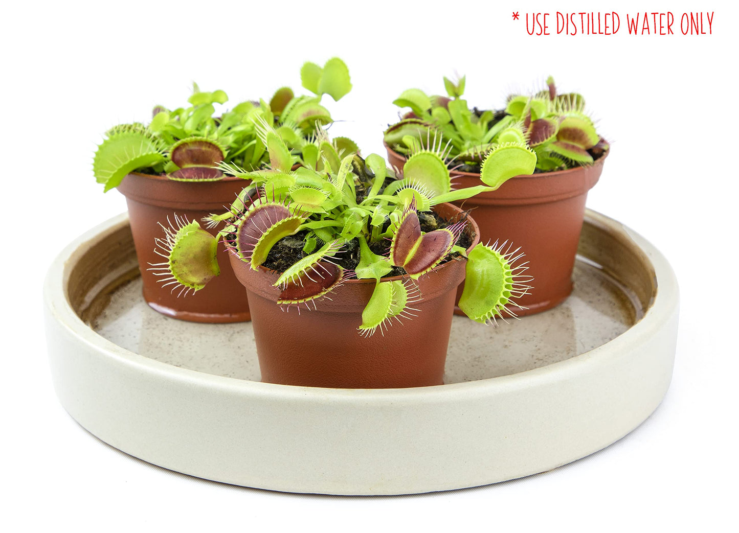 Non-Toxic Live Venus Fly Trap, Pet Safe Plant for Cats & Dogs, Dionaea Muscipula, Carnivorous Plants for Terrariums, Real Houseplants, Fun for Kids, 3 in. Pot