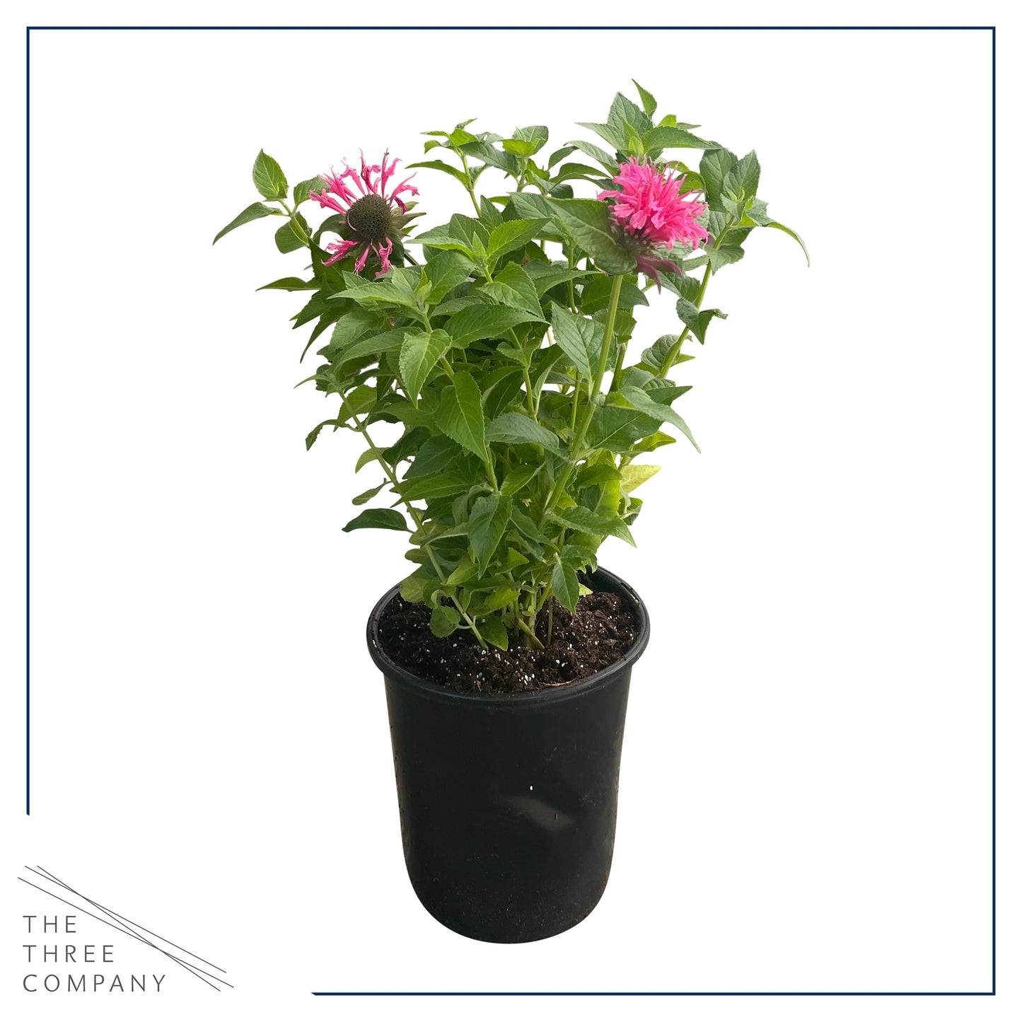 Live Bee Balm (Monarda) - Pink, Attracts Butterflies and Hummingbirds, Natural Pollinator, 10" Tall by 6" Wide in 2.5 Qt Pot