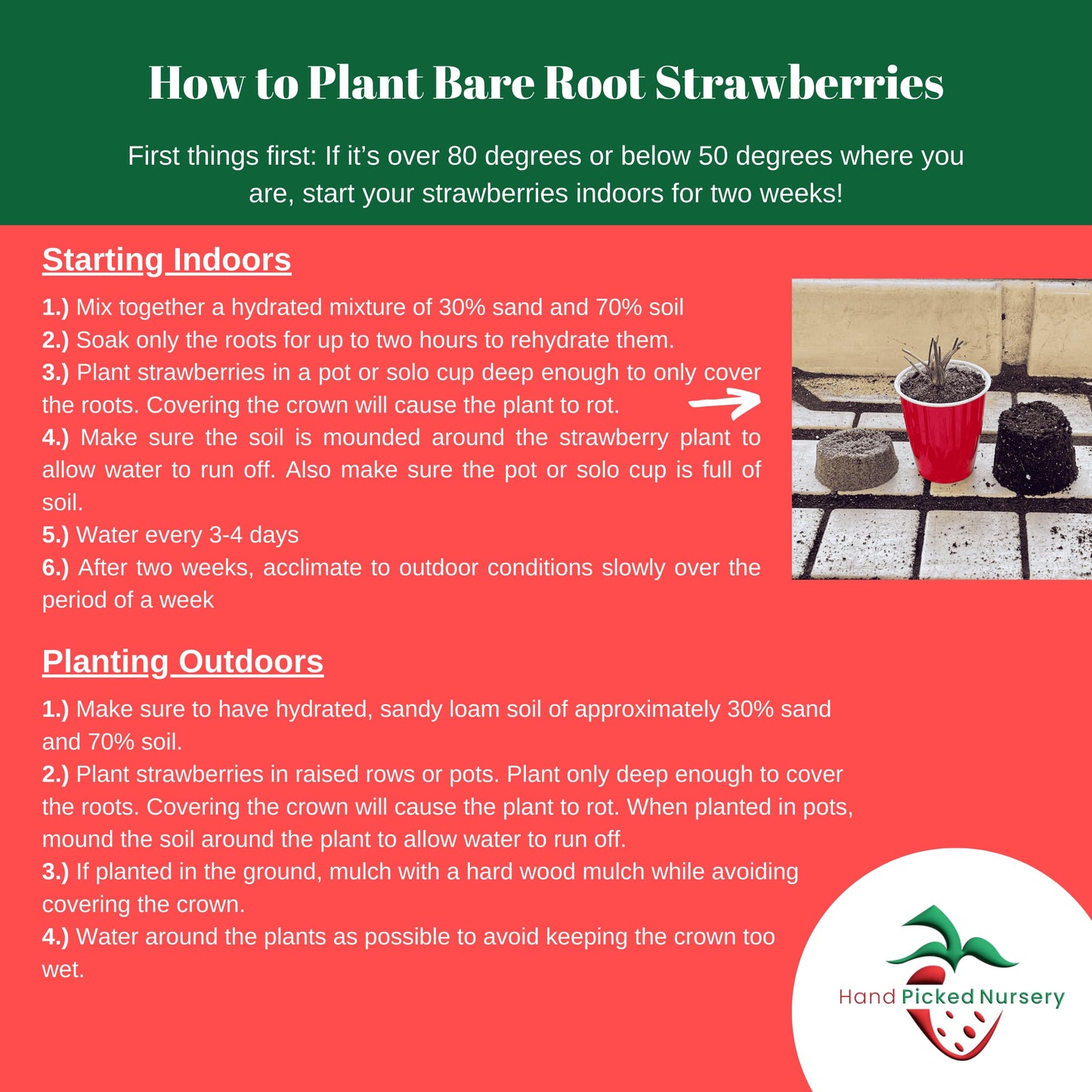 San Andreas Everbearing Bare Root Strawberry Plants - Large Strawberries, Produces Great in Cold and Hot Climates - from Hand Picked Nursery (10)