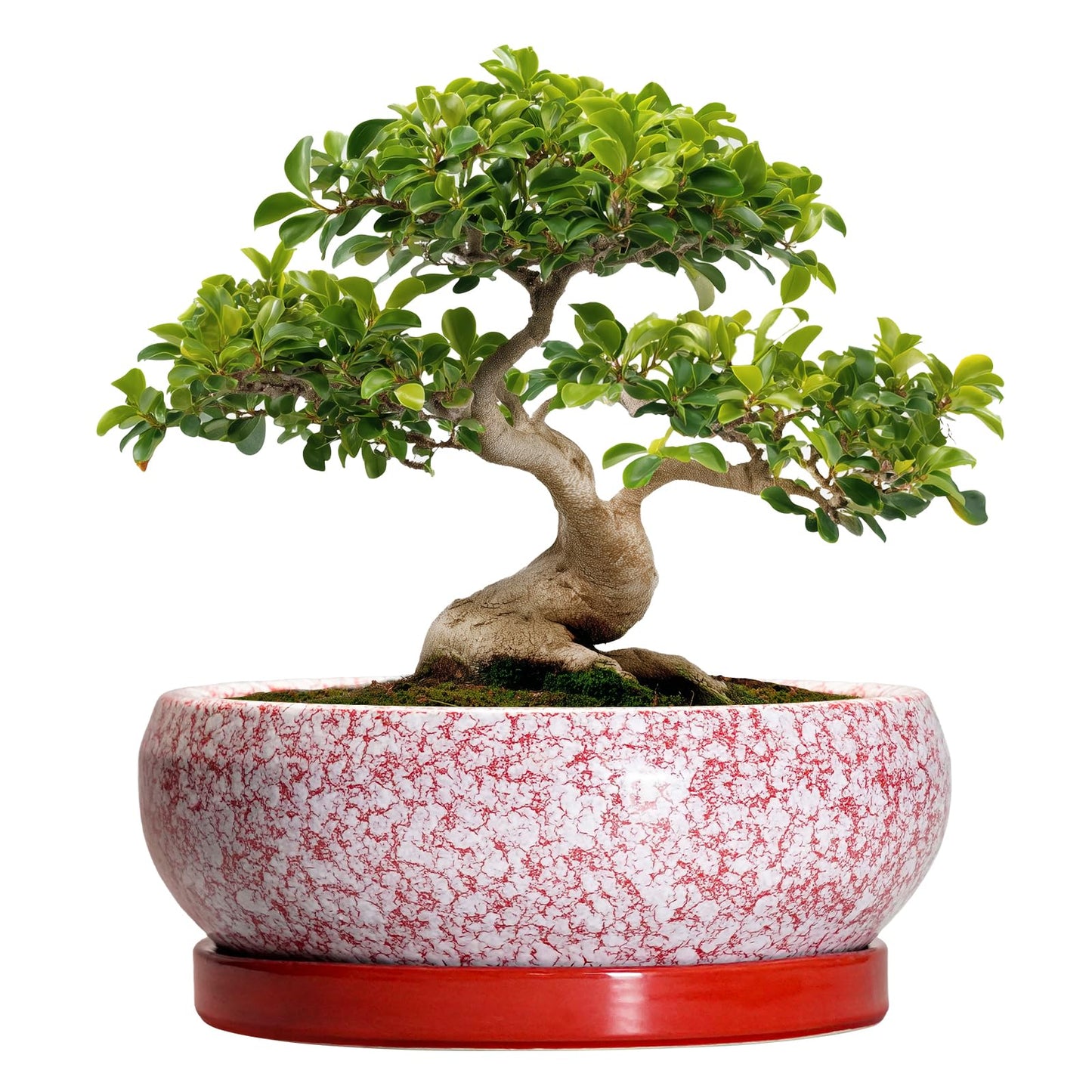 EPFamily Bonsai Tree Pots 13 Inch - Ceramic Bonsai Pots with Drainage Hole and Tray, Large Succulent Planters Indoor, Round Bowl Planter Outdoor, Shallow Planter, Garden Decor, Plant Lover Gifts, Red