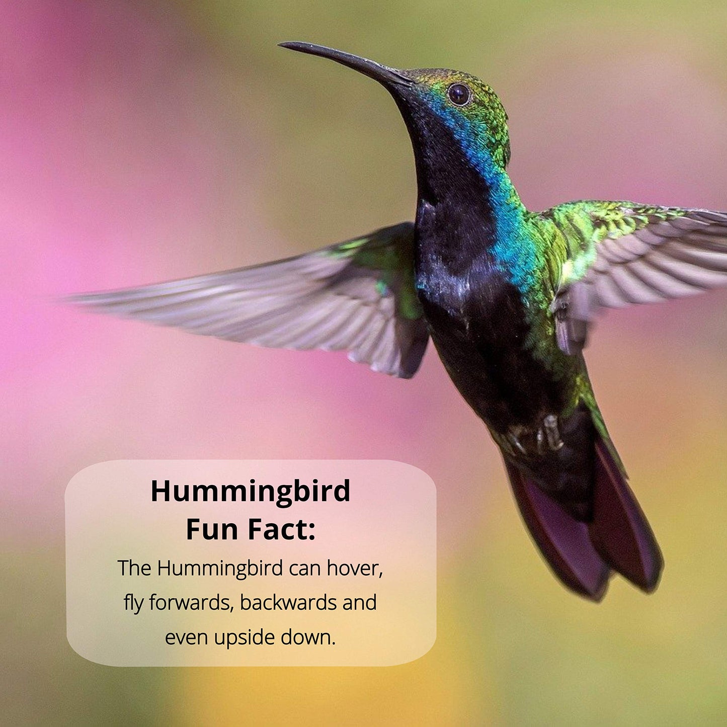 Sapphire Labs Nectar Defender - Hummingbird Nectar Extender That Prolongs The Life of Nectar for Hummingbird Feeders - It Works Exceptionally Well During Warm Weather Months - 2 Pack
