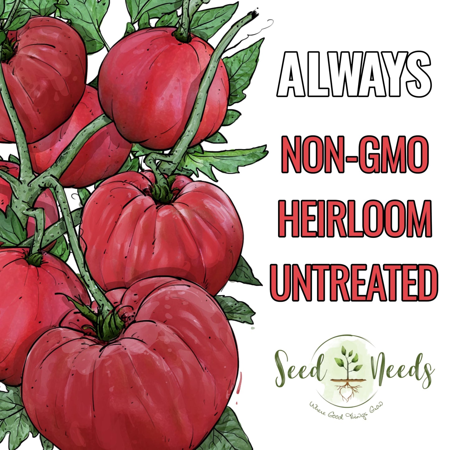 Seed Needs Tomato Seeds for Planting Indeterminate True Beefsteak Tomatoes - Non-GMO Heirloom & Untreated Vegetable Seed to Plant a Home Grown Outdoor Veggie Garden (5 Packs)