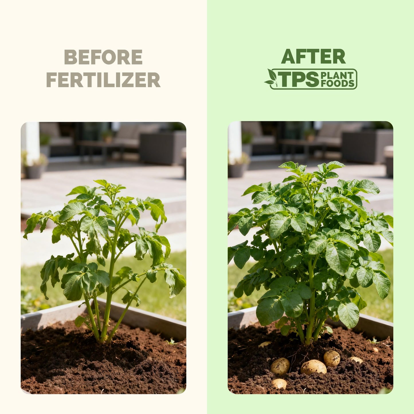 Potato Fertilizer – Liquid Plant Food for Bigger Tubers, Stronger Roots & Vigorous Plant Growth, 32 oz