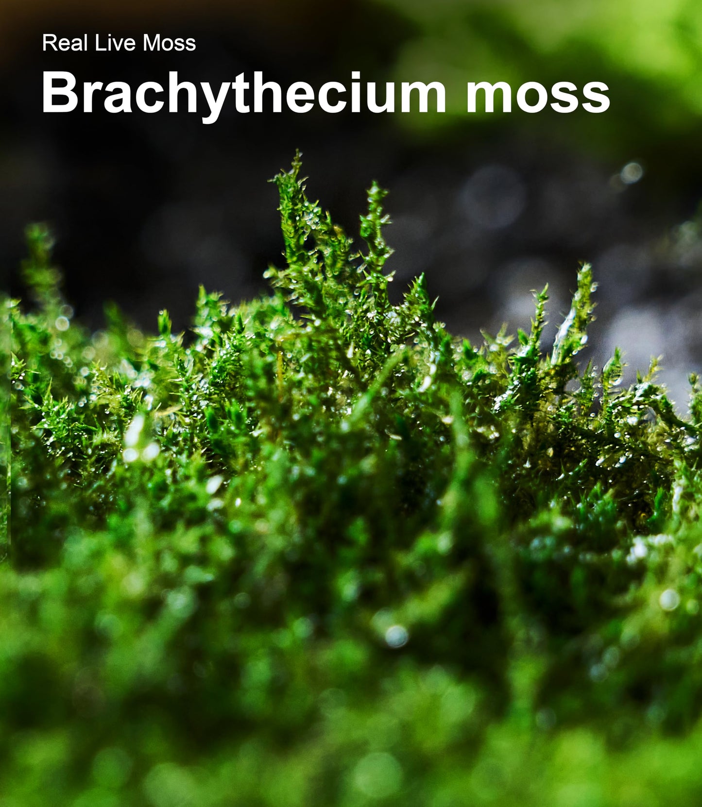 Live Moss 4-Pack (Each 3.5"x7") – Real Mixed Moss for Terrariums, Reptile Habitats, Fairy Gardens & Potted Plants – 4 Random Varieties, Easy to Revive, Natural Green Decor
