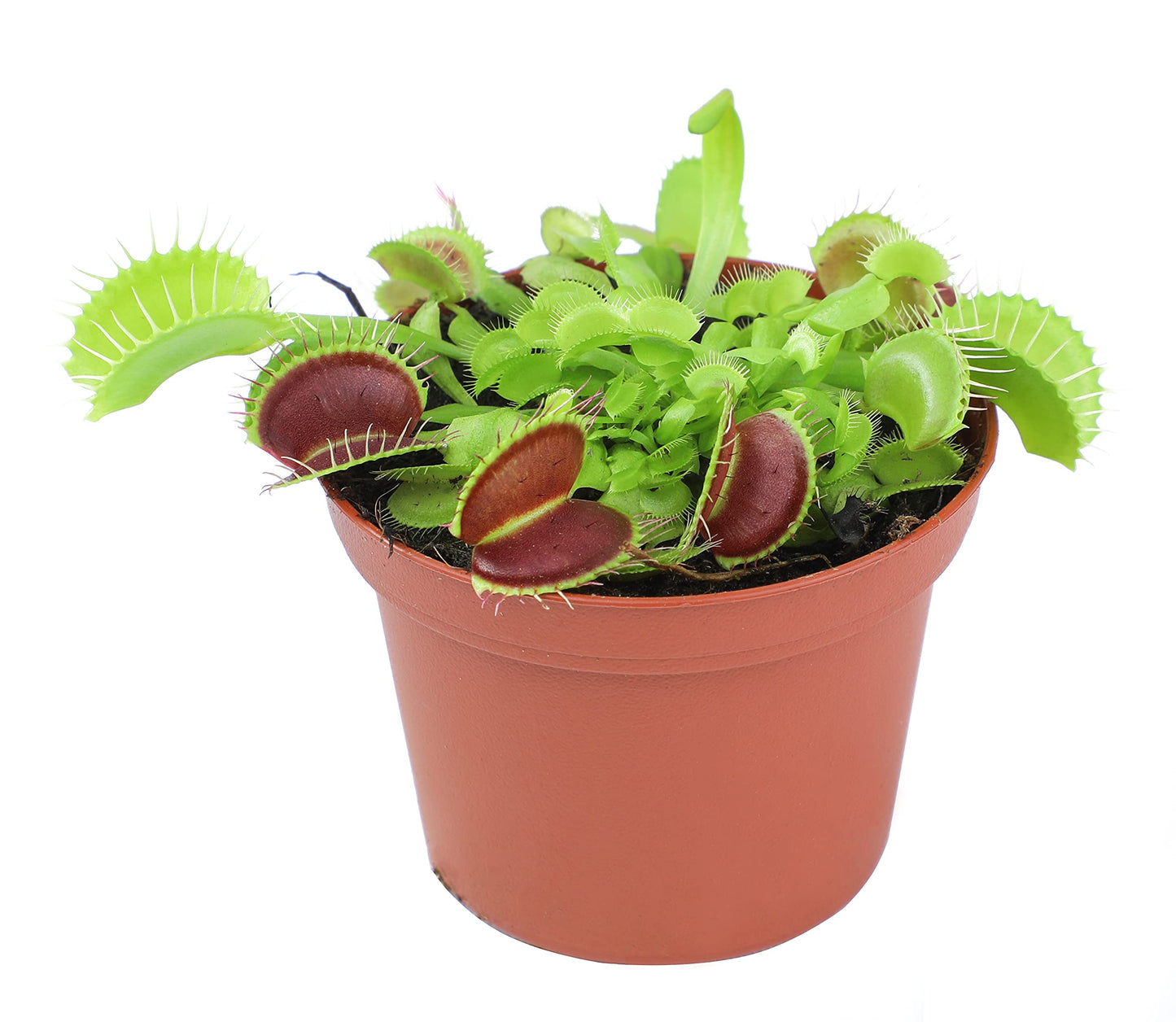Non-Toxic Live Venus Fly Trap, Pet Safe Plant for Cats & Dogs, Dionaea Muscipula, Carnivorous Plants for Terrariums, Real Houseplants, Fun for Kids, 3 in. Pot