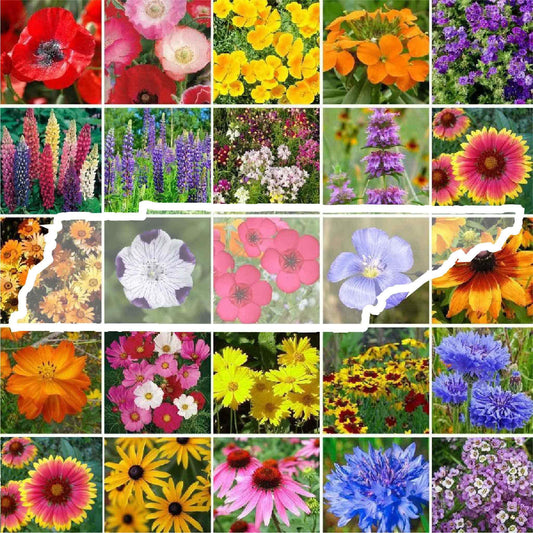 Eden Brothers Tennessee Wildflower Mixed Seeds for Planting, 1/4 lb, 120,000+ Seeds with Cosmos, Black Eyed Susan | Attracts Pollinators, Plant in Spring or Fall, Zones