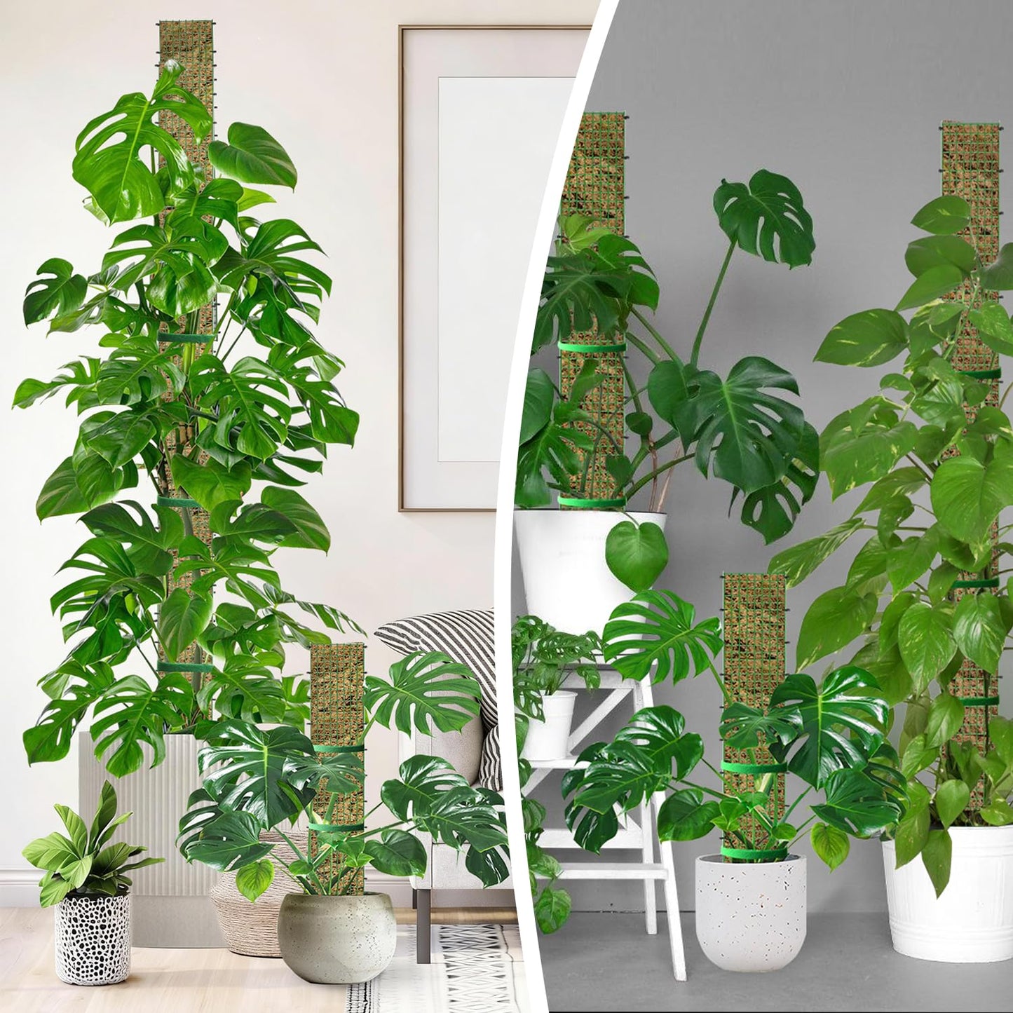 60"/40"/24" Metal Moss Pole, D Shape Sphagnum Moss Pole, Moss Poles for Climbing Plants, Monstera, Indoor Climbing Plants (1 Each of 60" 40" 24")