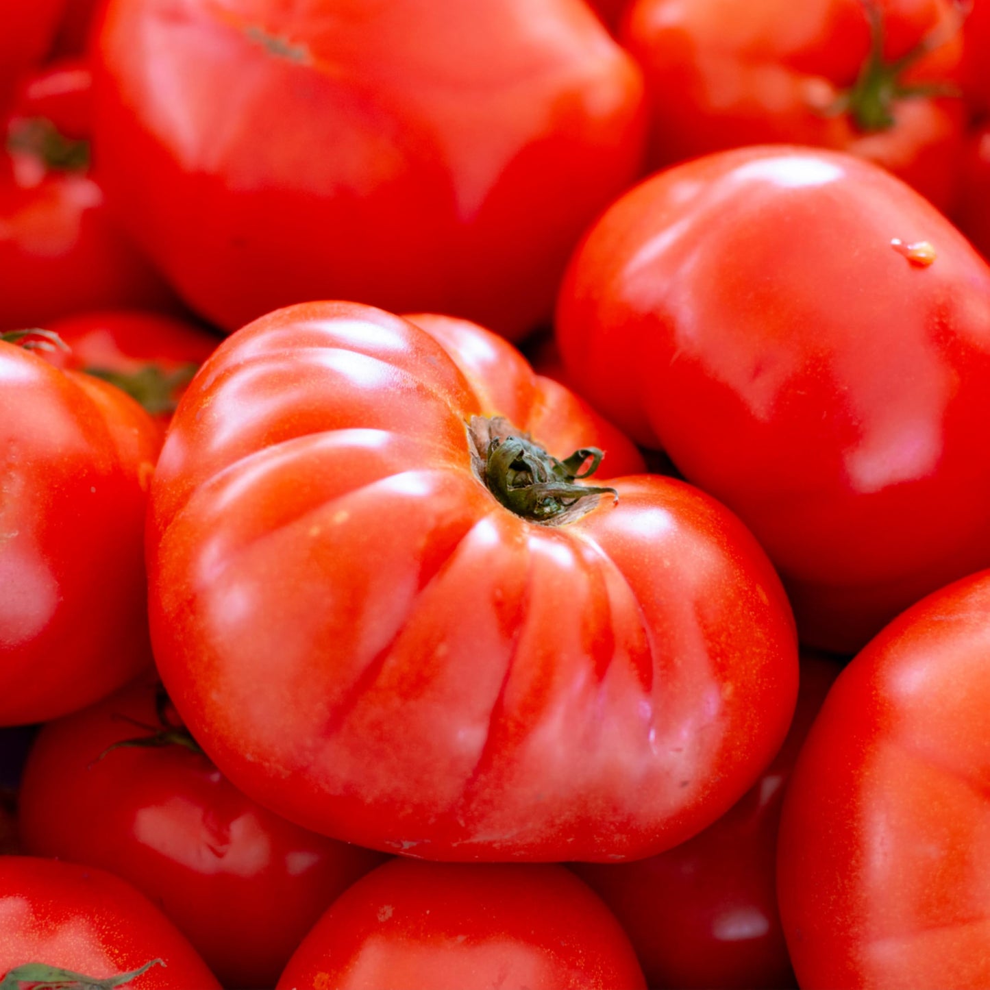 Seed Needs Tomato Seeds for Planting Indeterminate True Beefsteak Tomatoes - Non-GMO Heirloom & Untreated Vegetable Seed to Plant a Home Grown Outdoor Veggie Garden (5 Packs)