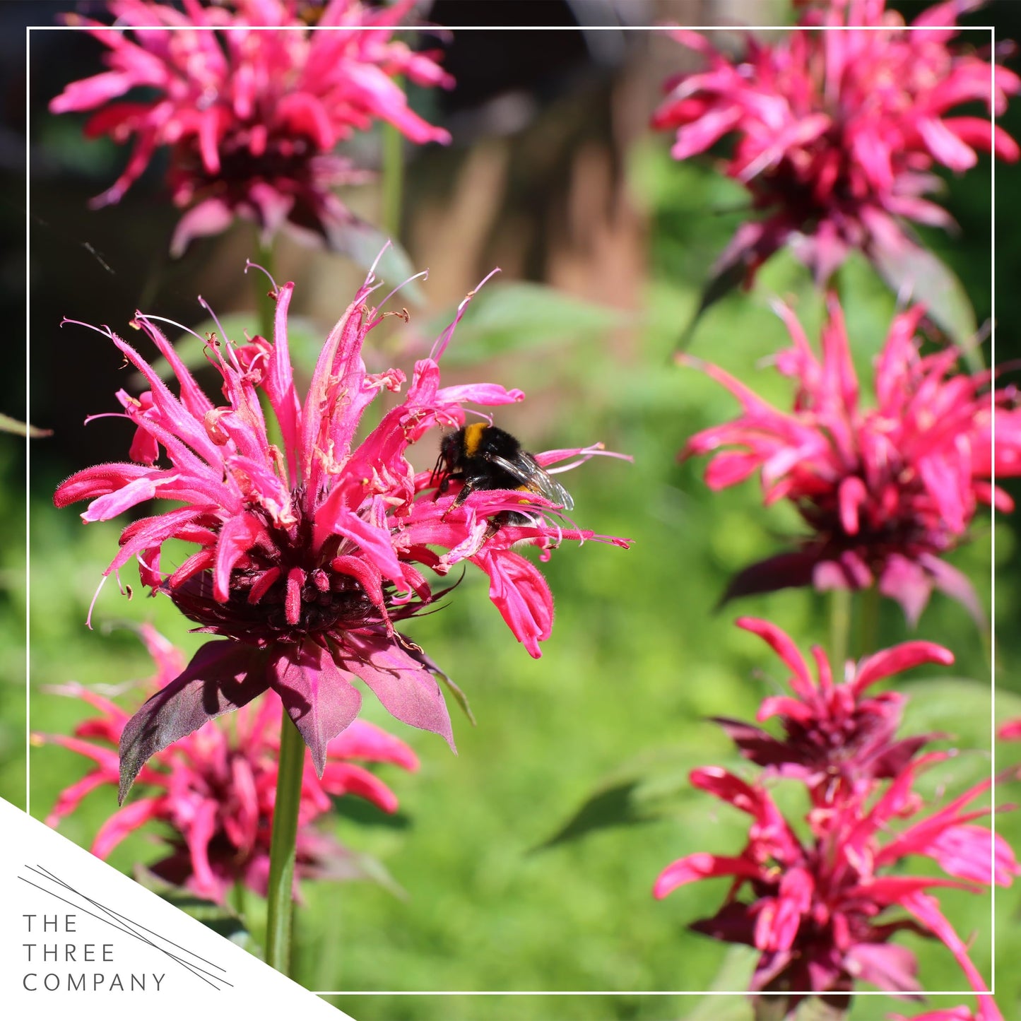Live Bee Balm (Monarda) - Pink, Attracts Butterflies and Hummingbirds, Natural Pollinator, 10" Tall by 6" Wide in 2.5 Qt Pot