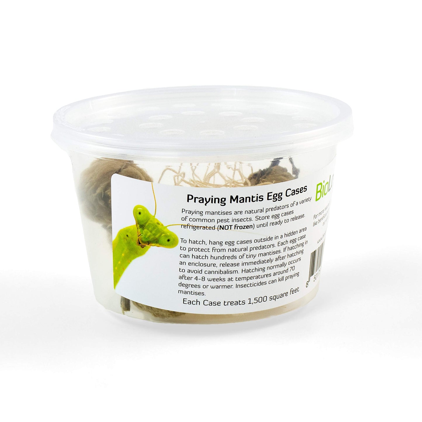 Praying Mantis Egg Cases - 2 Extra Large Cases
