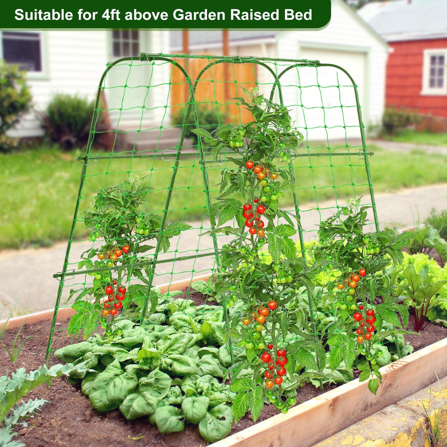 FOLLOOK Garden Cucumber Trellis for Climbing Plants Outdoor, 48x48inch U-Shape Arch Trellis for Garden Raised Bed, Plant Support for Grape Vine Tomato Vegetable Pea Bean, Green