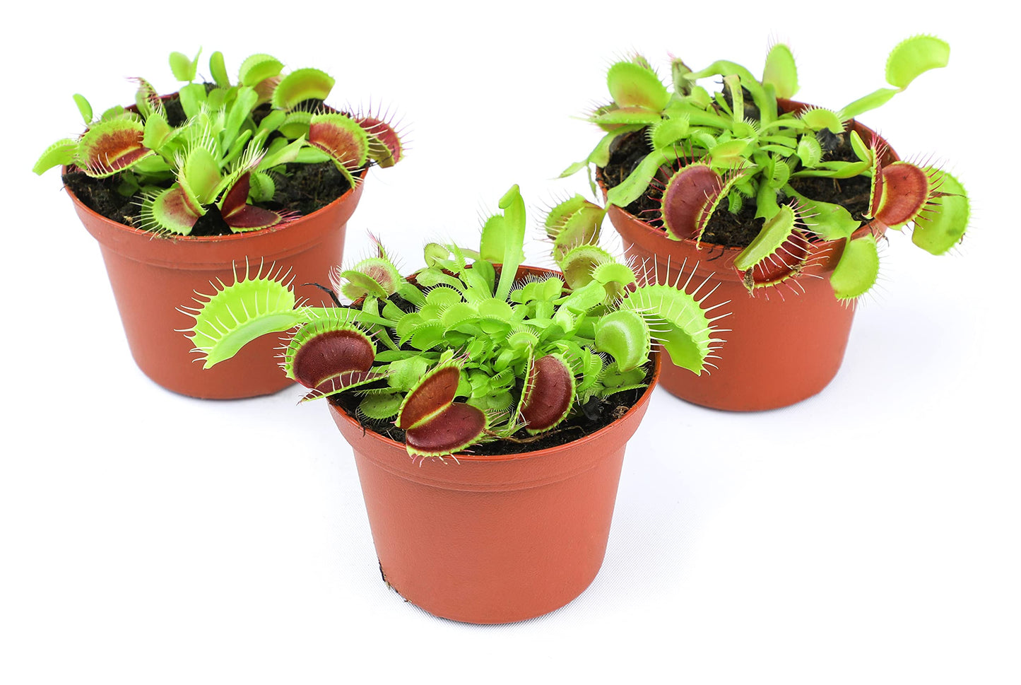 Non-Toxic Live Venus Fly Trap, Pet Safe Plant for Cats & Dogs, Dionaea Muscipula, Carnivorous Plants for Terrariums, Real Houseplants, Fun for Kids, 3 in. Pot
