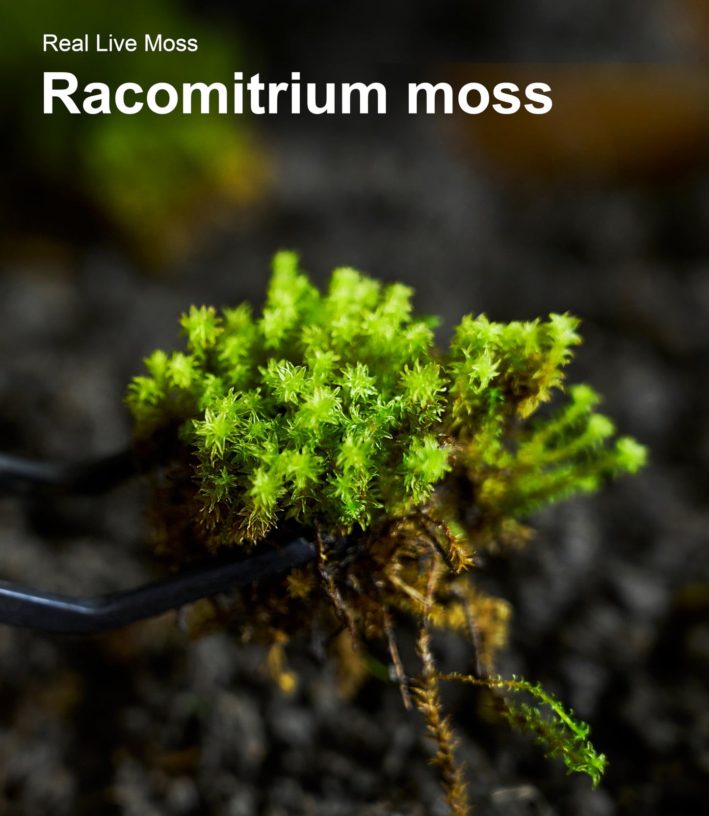 Live Moss 4-Pack (Each 3.5"x7") – Real Mixed Moss for Terrariums, Reptile Habitats, Fairy Gardens & Potted Plants – 4 Random Varieties, Easy to Revive, Natural Green Decor