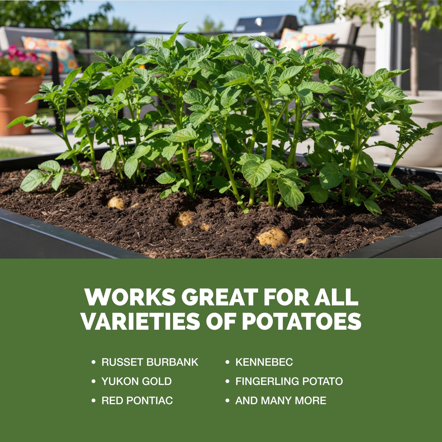 Potato Fertilizer – Liquid Plant Food for Bigger Tubers, Stronger Roots & Vigorous Plant Growth, 32 oz