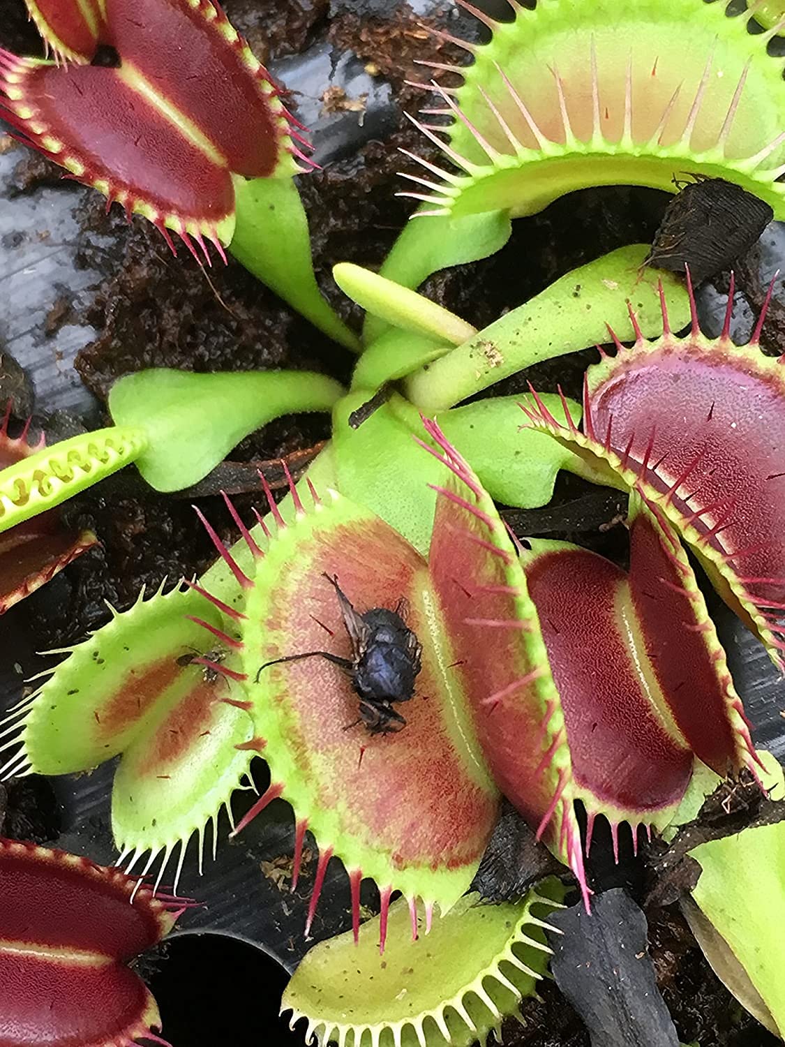 Non-Toxic Live Venus Fly Trap, Pet Safe Plant for Cats & Dogs, Dionaea Muscipula, Carnivorous Plants for Terrariums, Real Houseplants, Fun for Kids, 3 in. Pot
