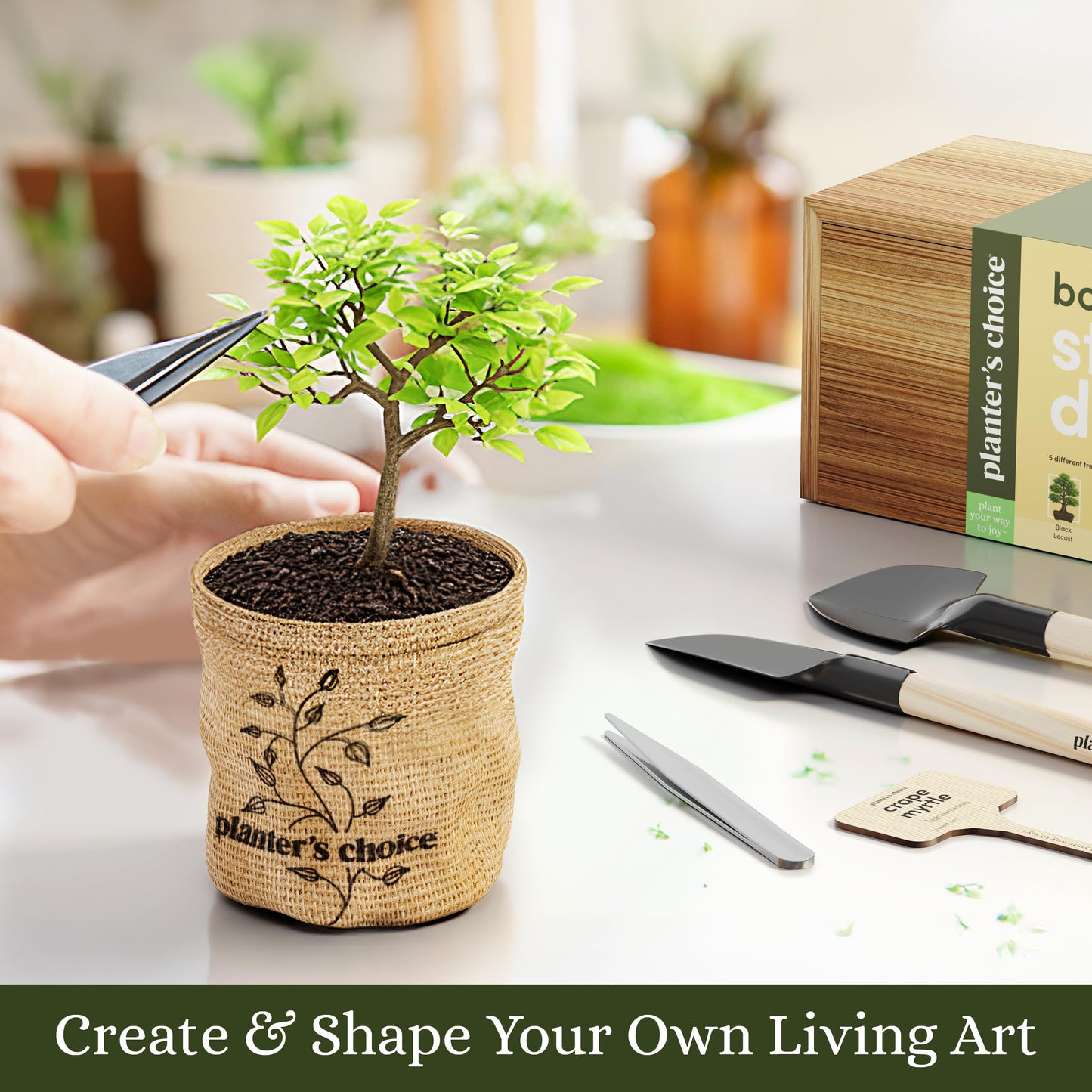 Planter's Choice Bonsai Tree Starter Kit - Unique Gifts for Women, Men - Christmas Gifts for Adults - Indoor Live House Plants - DIY Crafts for Adults Craft Kits - Hobby Gift for Gardening Lovers