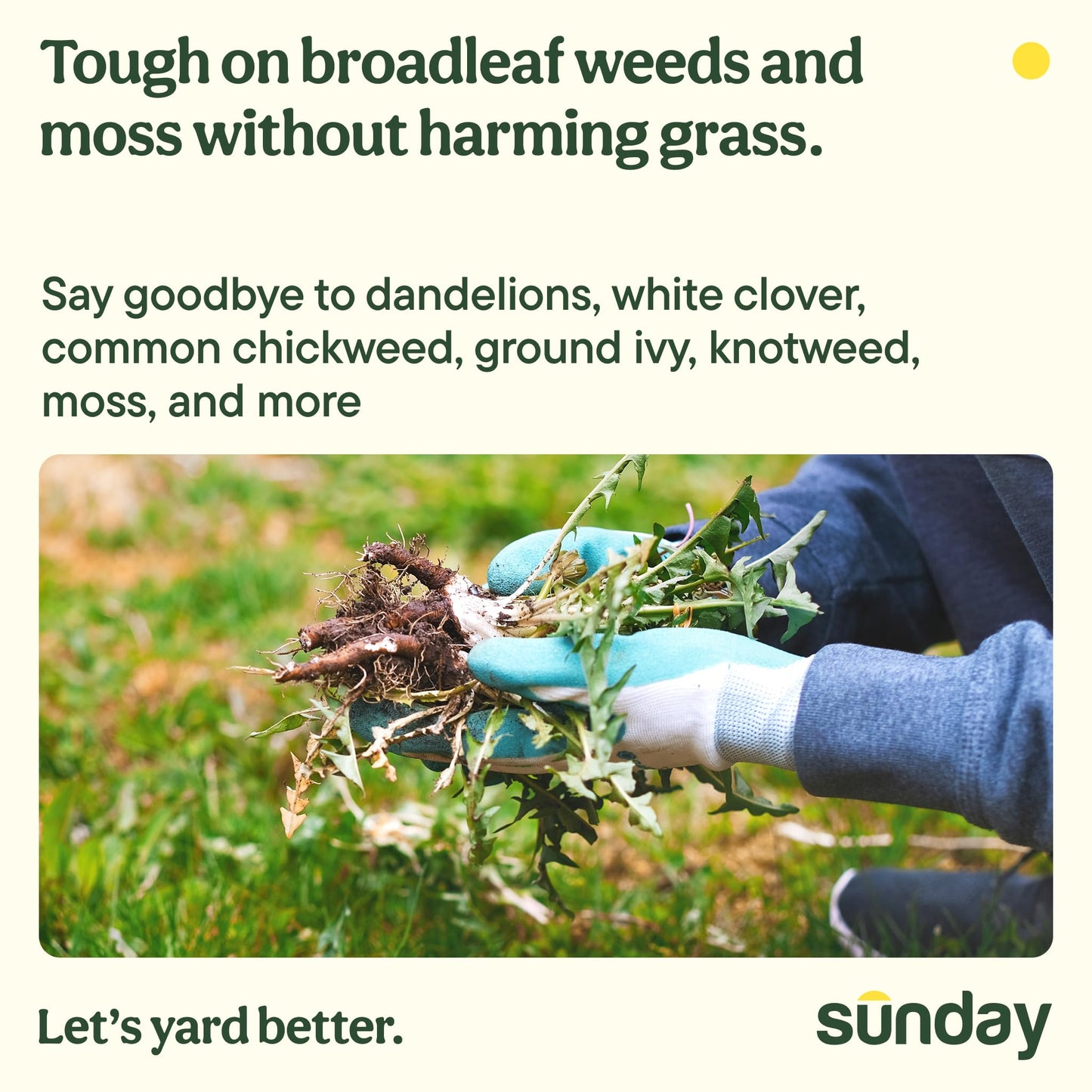 Sunday Dandelion Doom Selective Weed Control - Derived from Iron - Selective Broadleaf Weed Killer Spray - Kills Dandelions, Algae and Moss - 32oz - 2 Pack