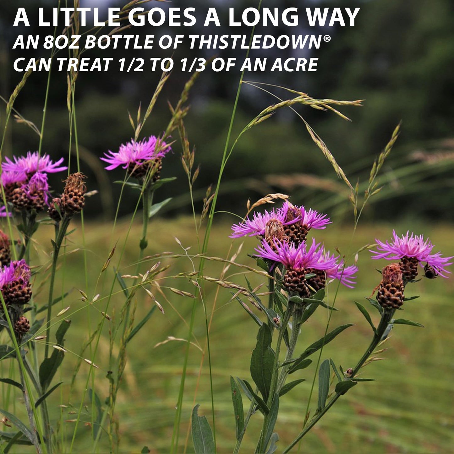 Monterey Thistledown Bundled with Measuring Spoon - Weed Killer Thistle and Clover Control Concentrate - 8 oz