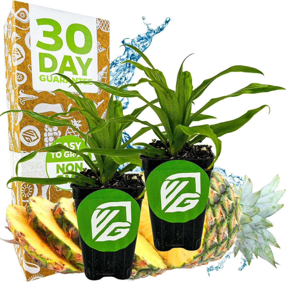 Florida Special Pineapple Live Plant - Ananas Comosus - Wellspring Gardens Starter Plant - Ideal Pineapple Plant Live Easy to Grow Starter Plant Great for Outdoor and Patio Planting Growth (2-Pack)