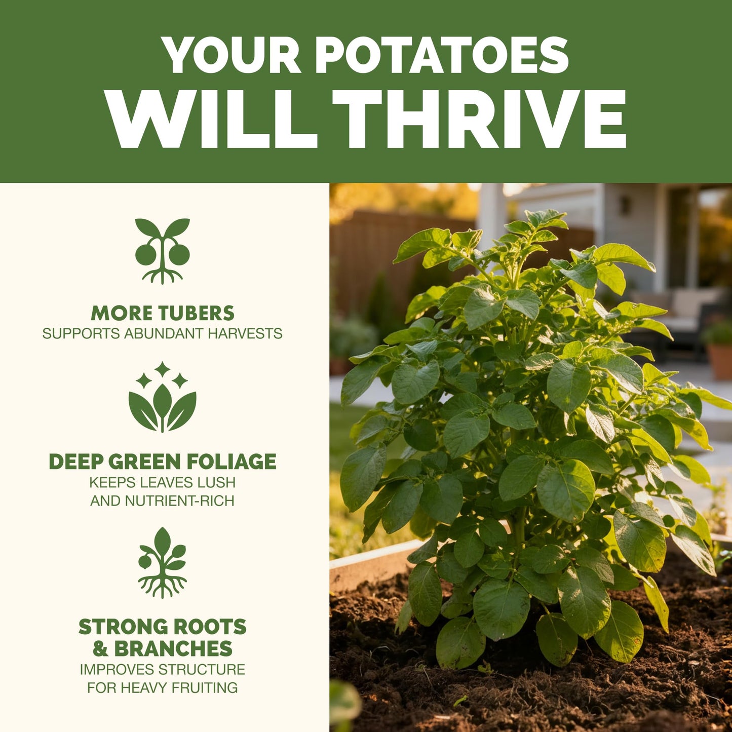 Potato Fertilizer – Liquid Plant Food for Bigger Tubers, Stronger Roots & Vigorous Plant Growth, 32 oz