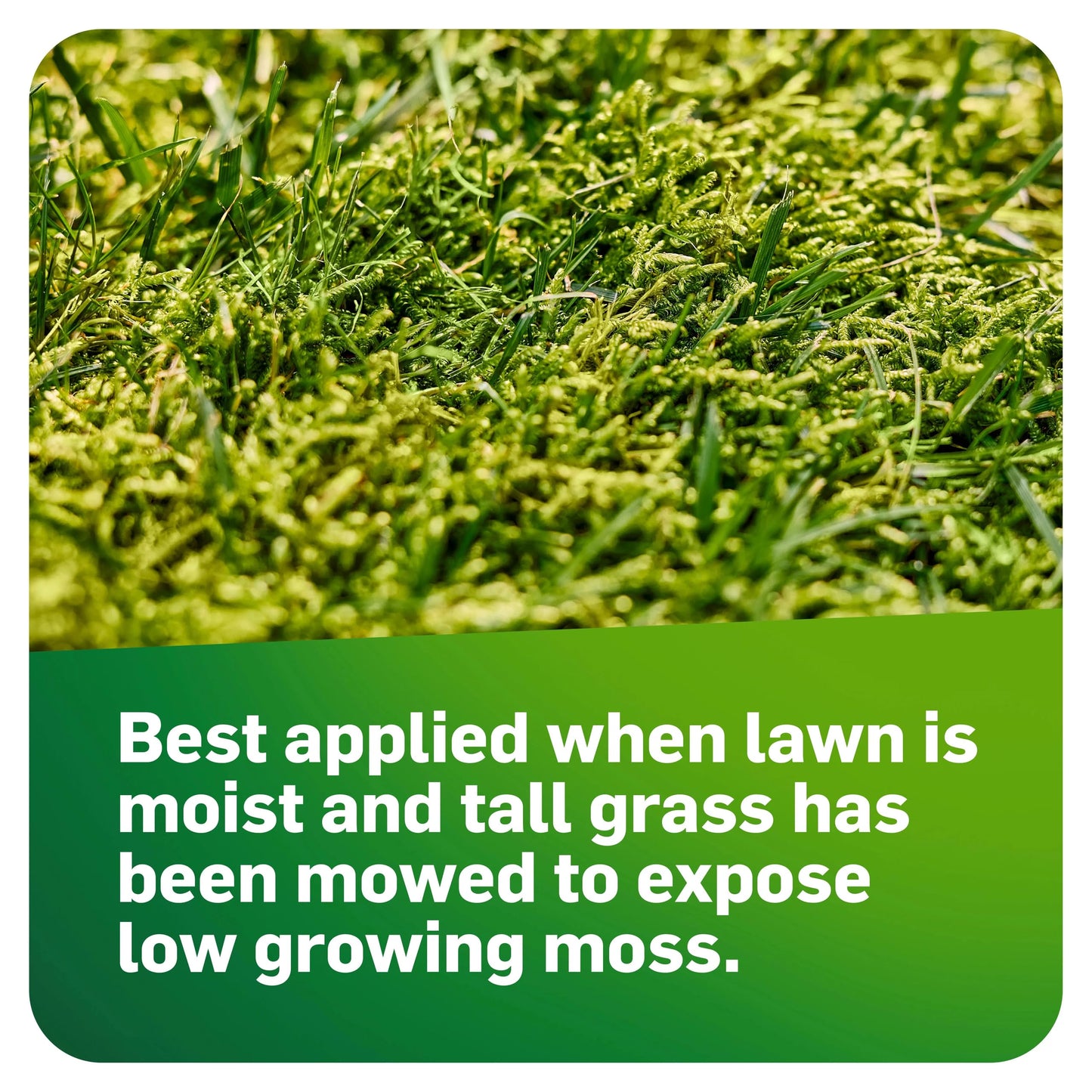 Scotts MossEx, Moss Killer for Lawns, Easy-to-Use Shaker Jug, Contains Fertilizer to Green Grass, 4.59 lbs.