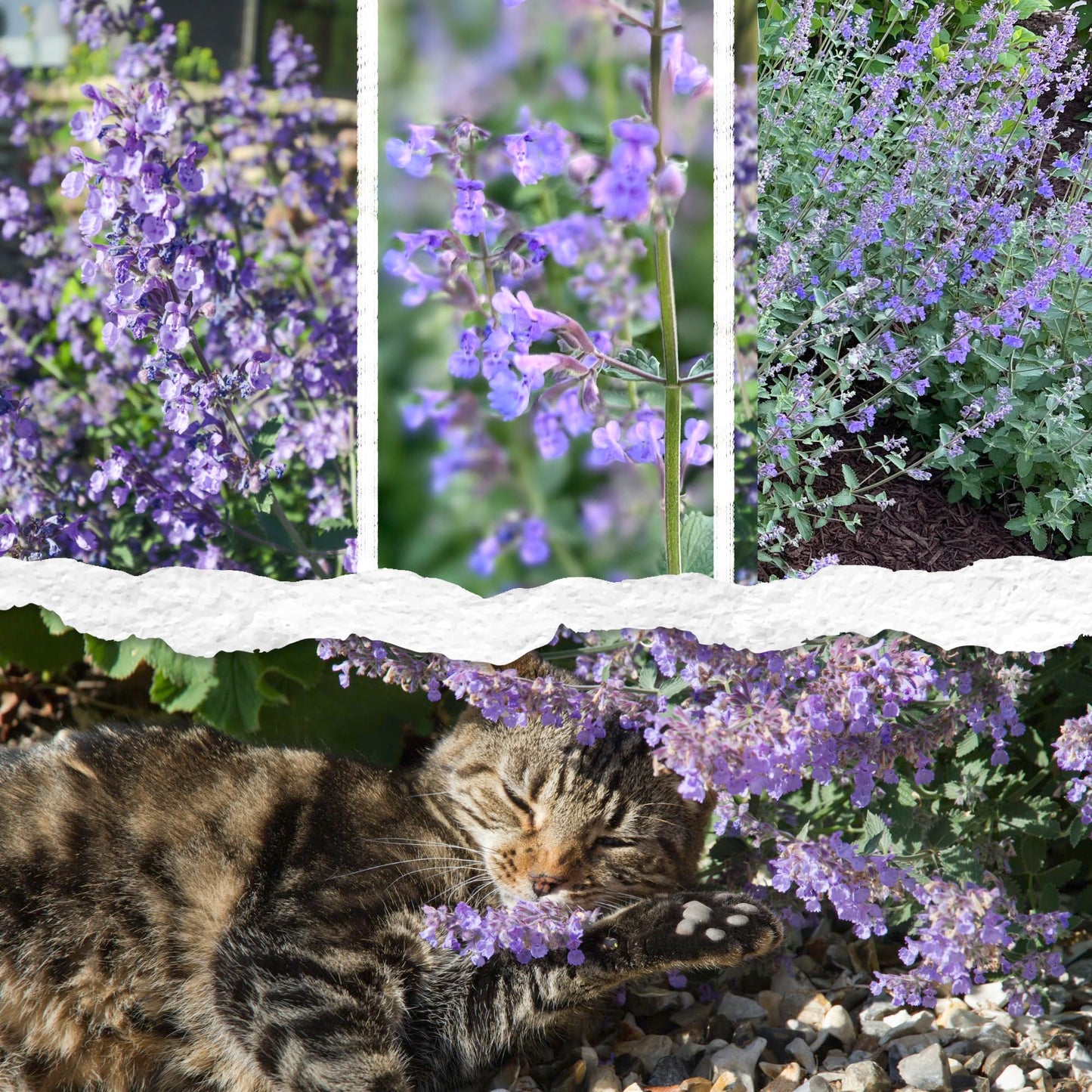 Seed Needs Catmint Seeds for Planting an Indoor/Outdoor Herb Garden - Non-GMO Heirloom & Untreated Herbal Plants - Great for Cats Nepeta mussinii (5 Packs)