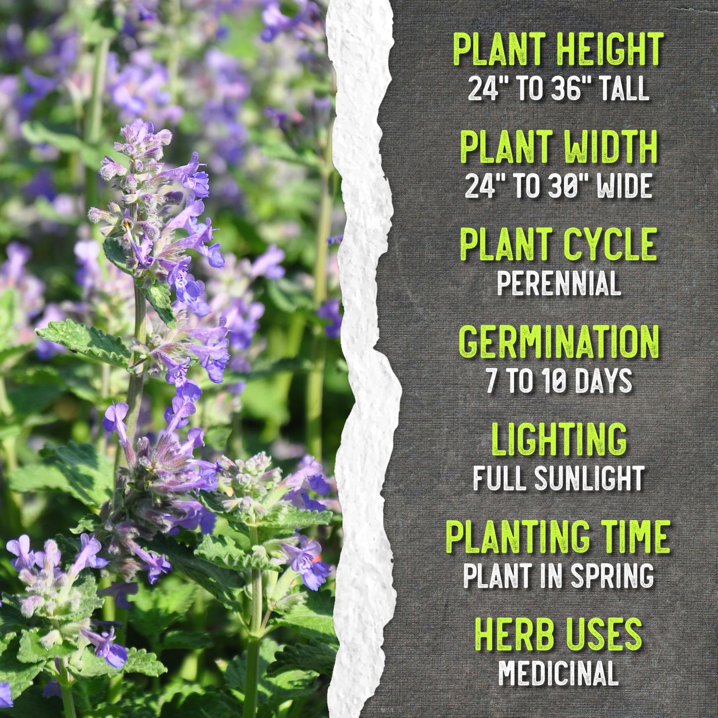 Seed Needs Catmint Seeds for Planting an Indoor/Outdoor Herb Garden - Non-GMO Heirloom & Untreated Herbal Plants - Great for Cats Nepeta mussinii (5 Packs)