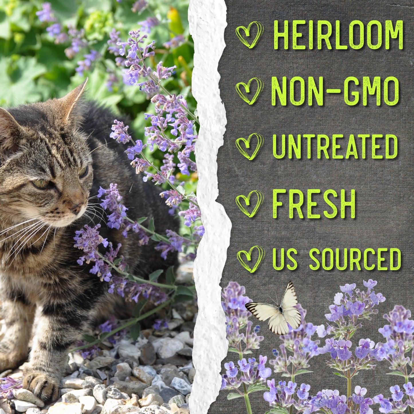 Seed Needs Catmint Seeds for Planting an Indoor/Outdoor Herb Garden - Non-GMO Heirloom & Untreated Herbal Plants - Great for Cats Nepeta mussinii (5 Packs)