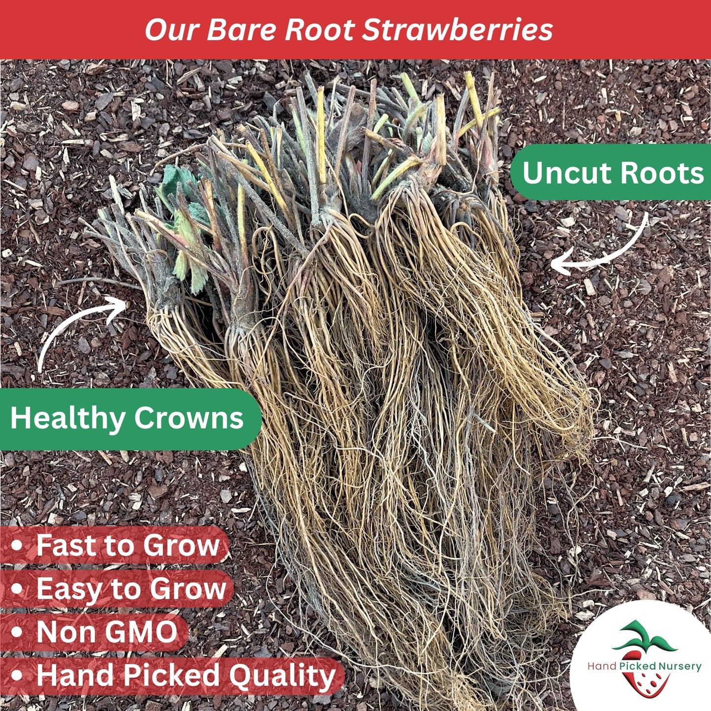 San Andreas Everbearing Bare Root Strawberry Plants - Large Strawberries, Produces Great in Cold and Hot Climates - from Hand Picked Nursery (10)