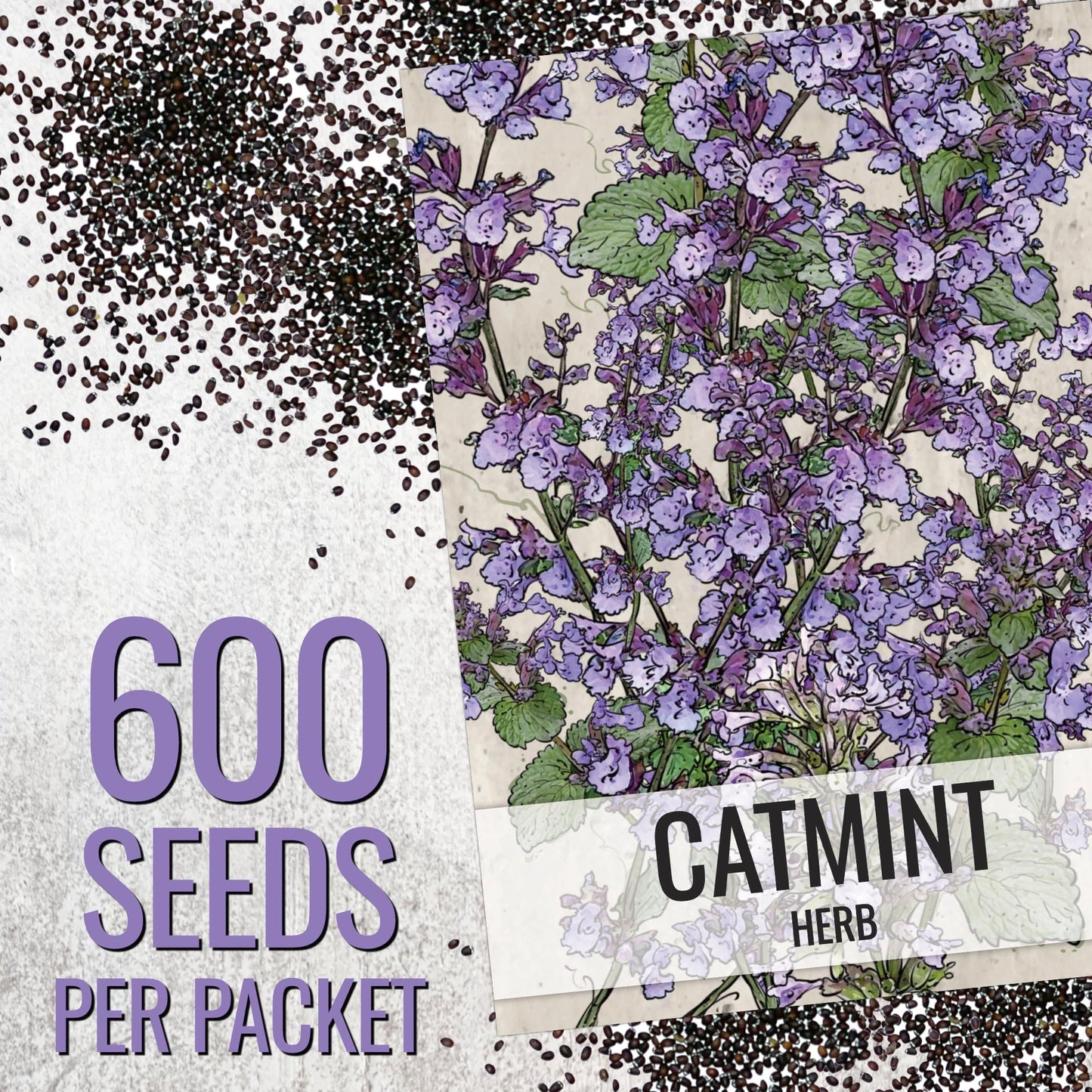 Seed Needs Catmint Seeds for Planting an Indoor/Outdoor Herb Garden - Non-GMO Heirloom & Untreated Herbal Plants - Great for Cats Nepeta mussinii (5 Packs)