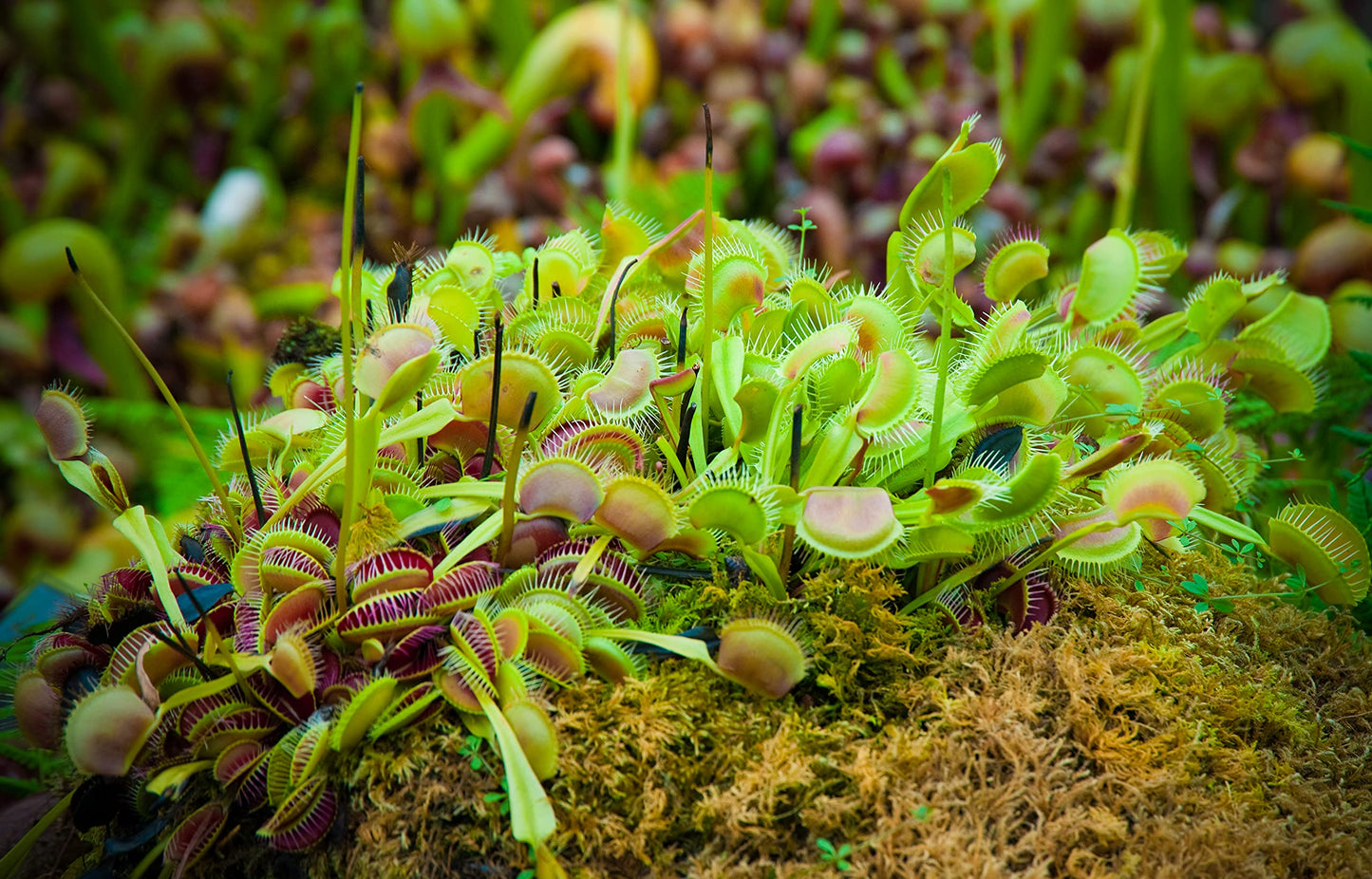 Non-Toxic Live Venus Fly Trap, Pet Safe Plant for Cats & Dogs, Dionaea Muscipula, Carnivorous Plants for Terrariums, Real Houseplants, Fun for Kids, 3 in. Pot